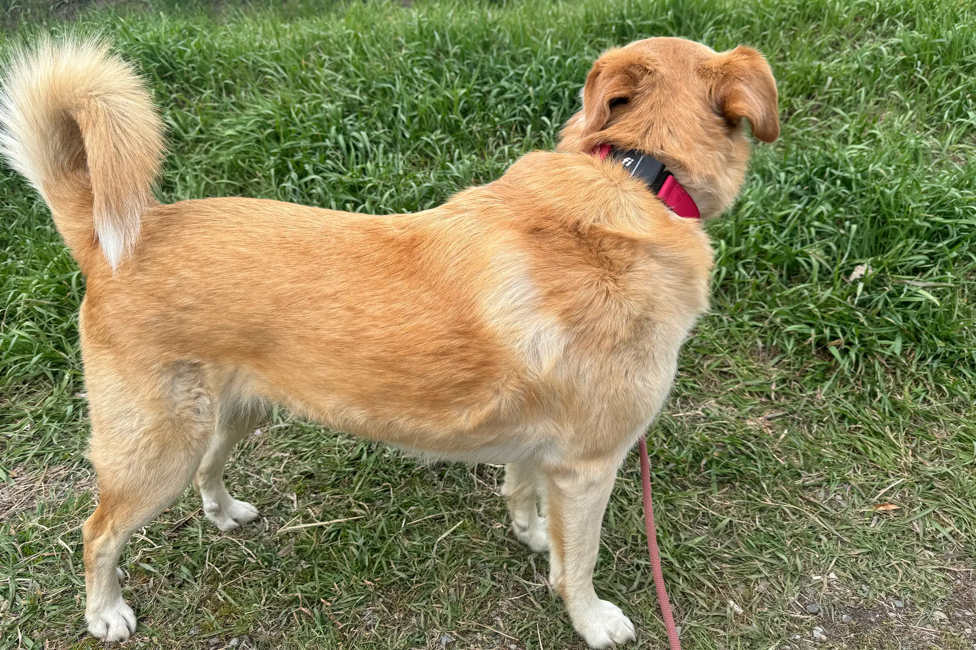 dog on leash wearing fi series 3 smart dog collar in pink