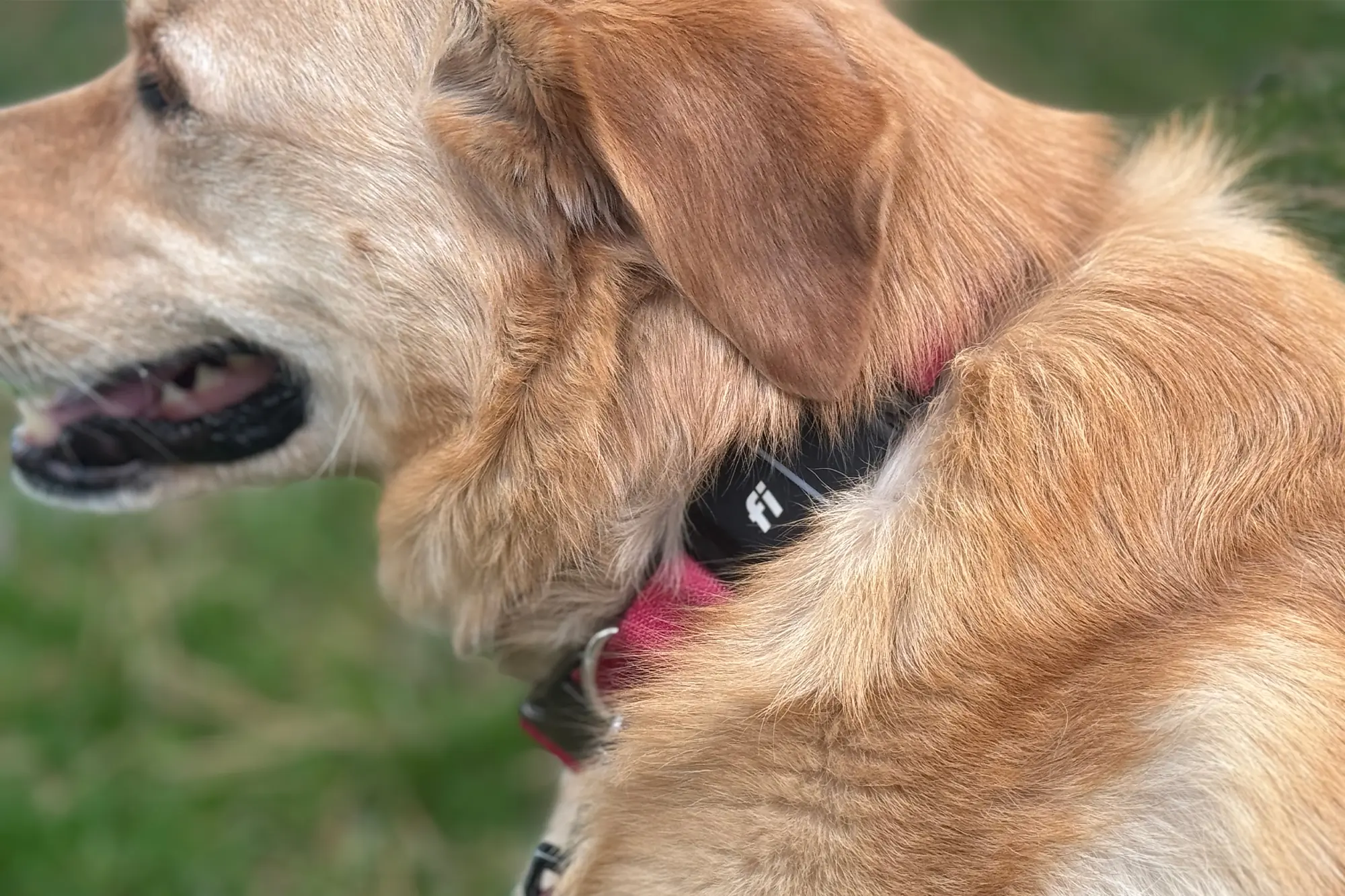 fi series 3 smart dog tracker collar close up