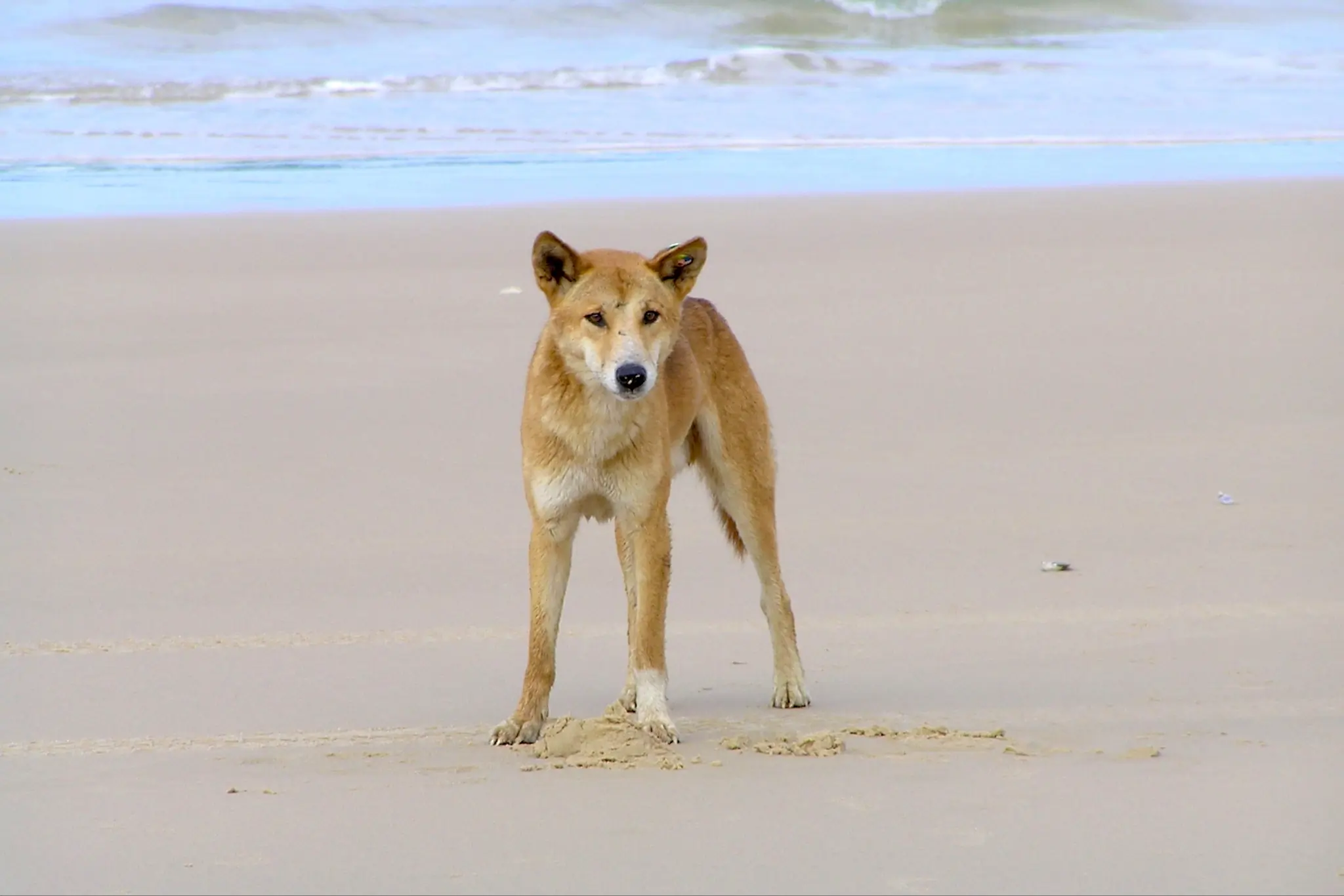 16 Dingo Attacks This Year Prompt Possible Camping Bans at World Heritage Site
