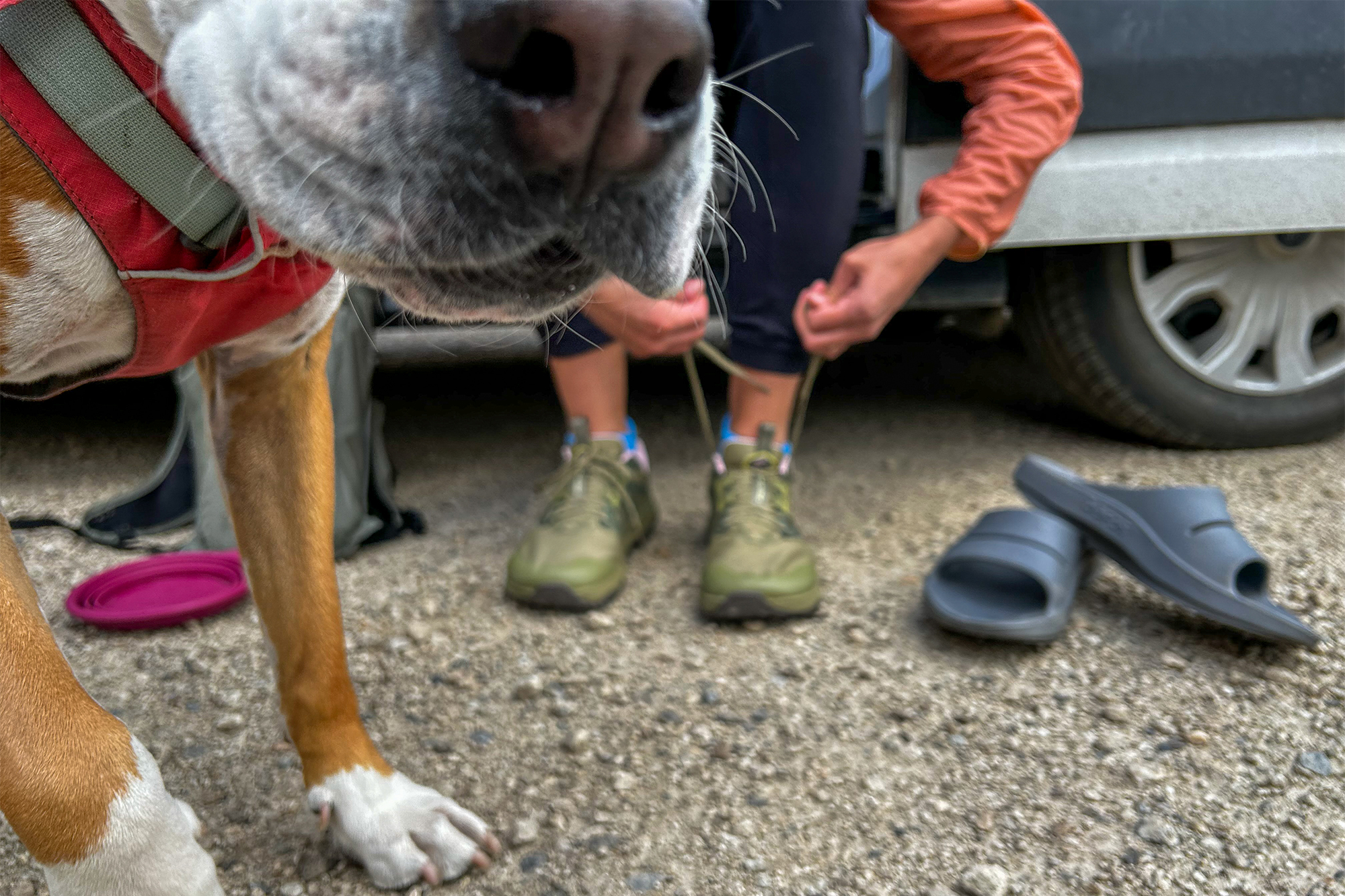 A woman is lacing up her Altra Lone Peak 8 shoes, while the image focuses on a dog's nose close to the camera