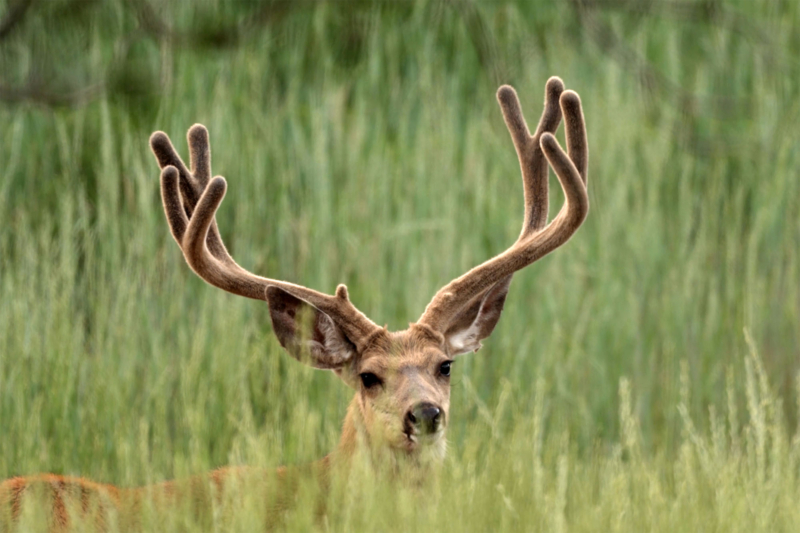 Former Utah Wildlife Official Charged in Illegal Hunting Scheme