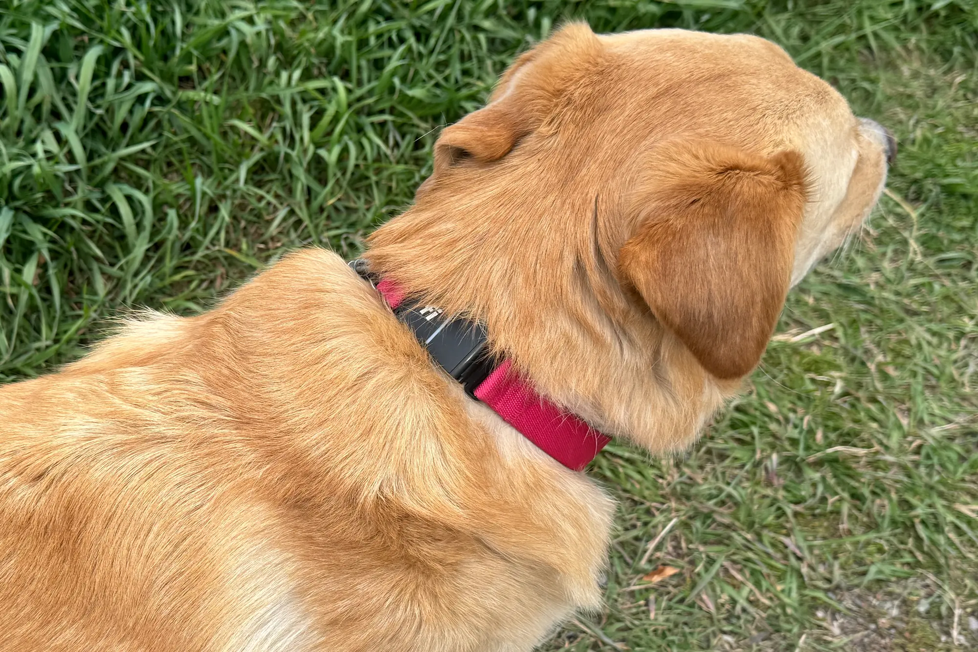 pink fi series 3 dog tracker collar