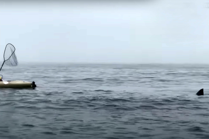 Video Shows Great White Stalking Kayakers Fishing Off CA Coast