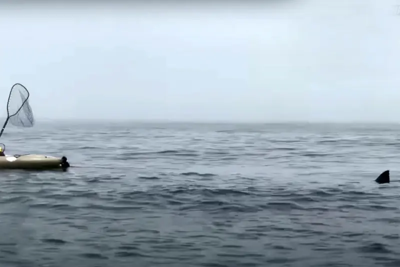 Video Shows Great White Stalking Kayakers Fishing Off CA Coast