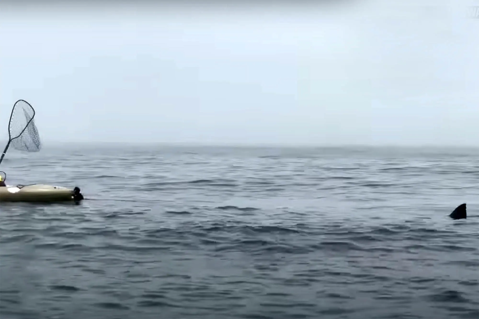 Video Shows Great White Stalking Kayakers Fishing Off CA Coast