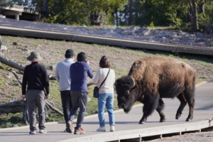 Yellowstone,National,Park,,Wyoming,,Usa,,May,16,2023:,Tourists,Getting,Close