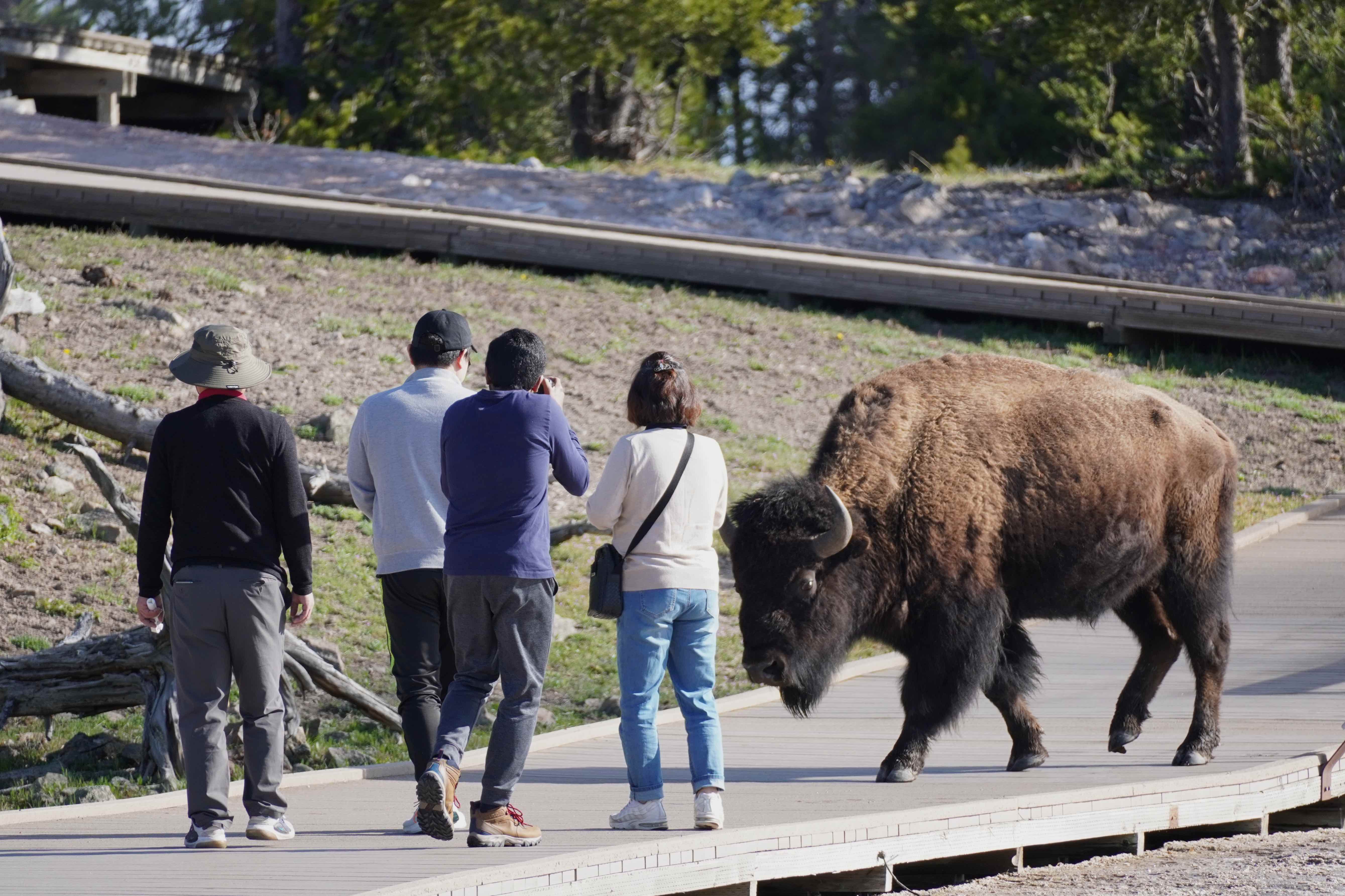 Yellowstone,National,Park,,Wyoming,,Usa,,May,16,2023:,Tourists,Getting,Close