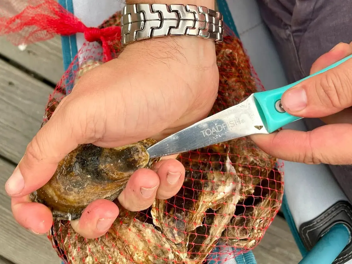using toadfish oyster knife