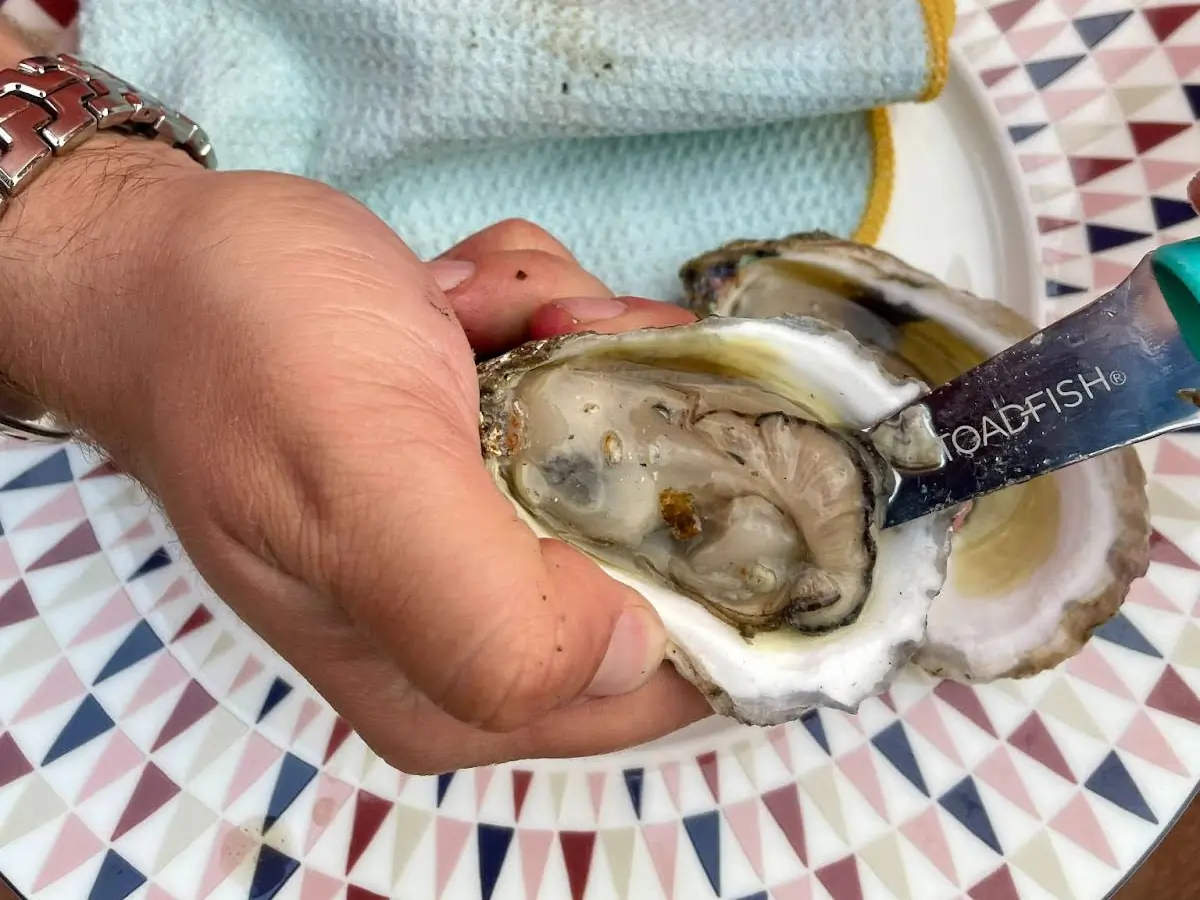 person using toadfish oyster knife on oyster