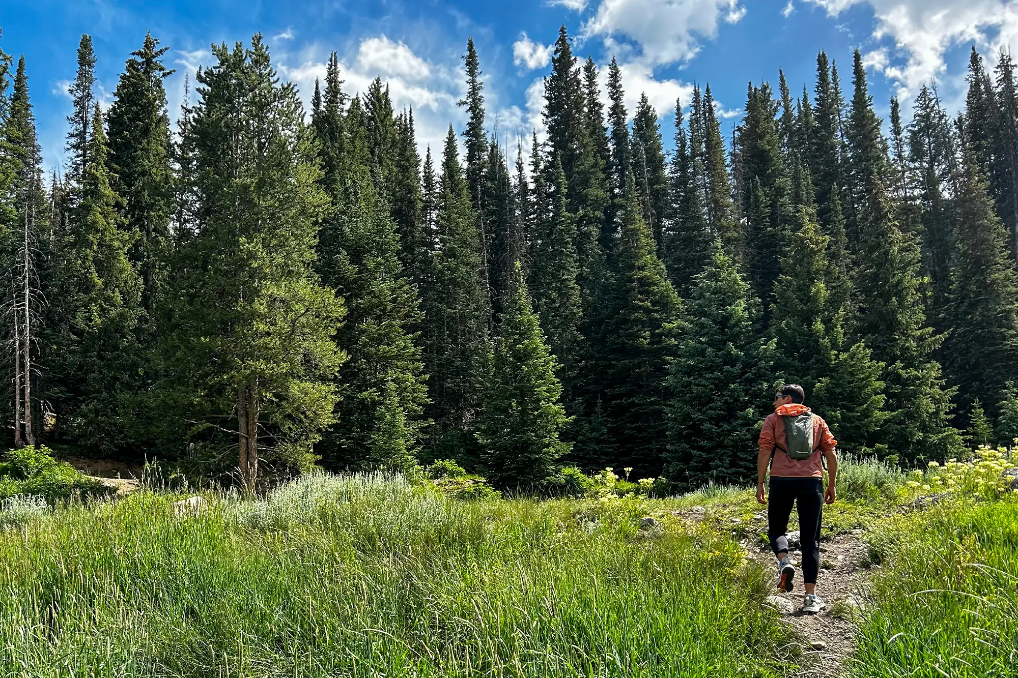 woman hiking in adidas terrex free hiker 2 low shoes with big trees in the background