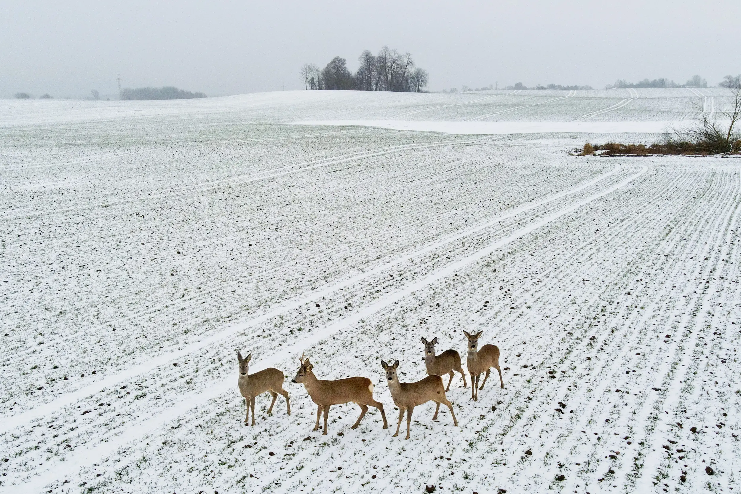 Drone Footage of Deer