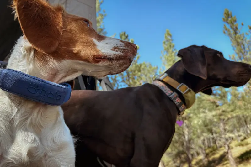 Longer Battery, Better Tracking, Improved Fit: Halo Collar 4 Review