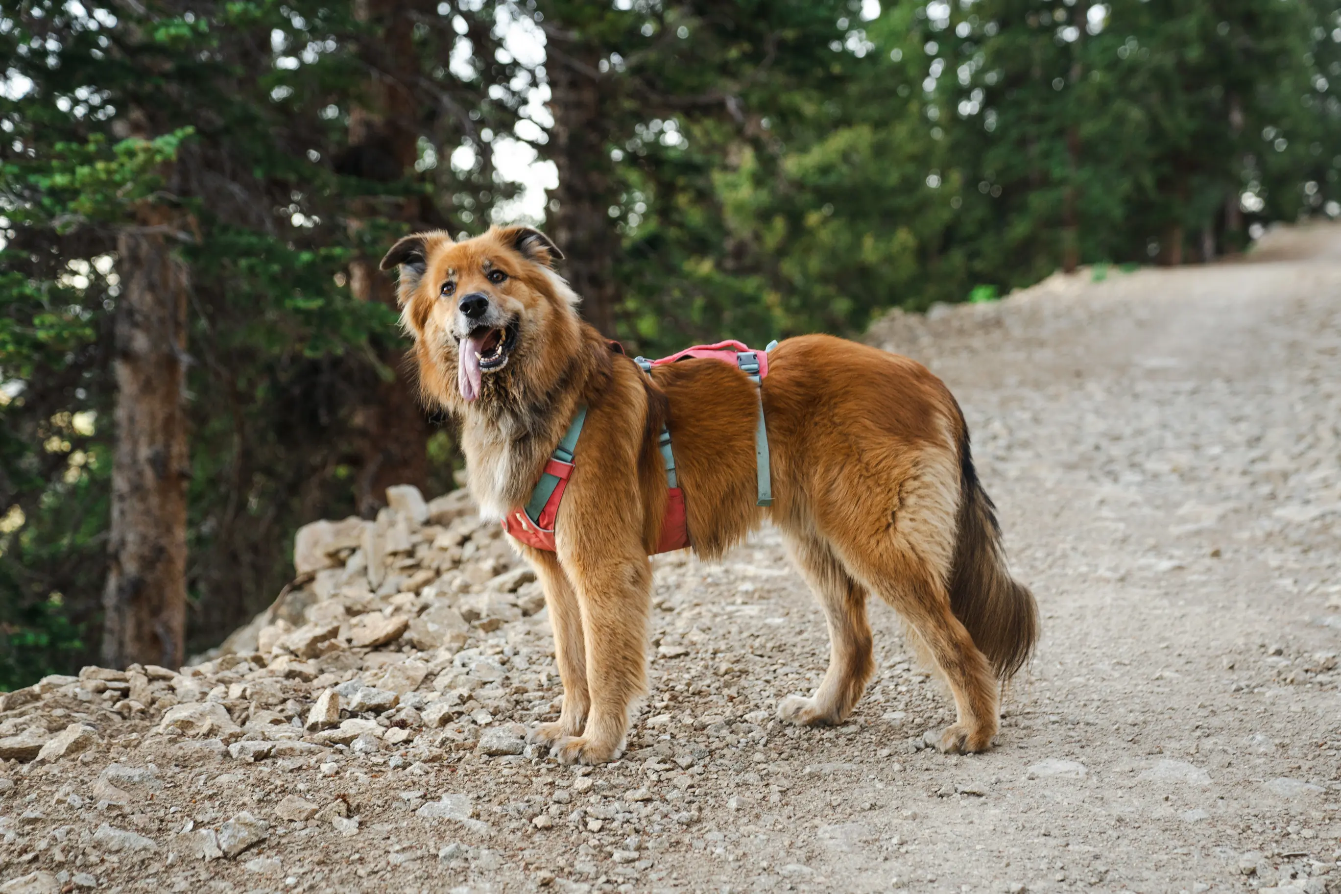 best dog harnesses