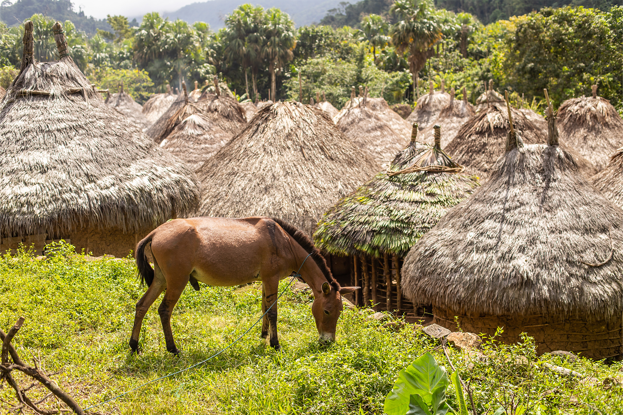 image of donkey in front of village houses