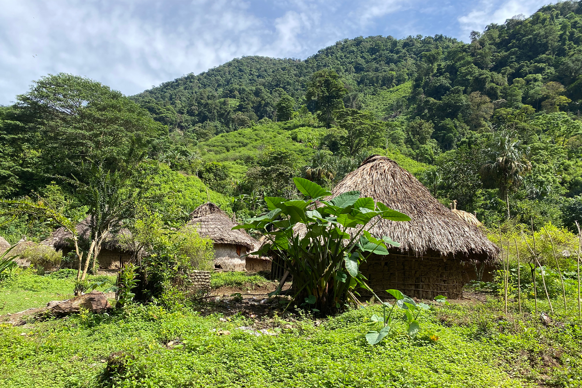 village houses in the luscious nature