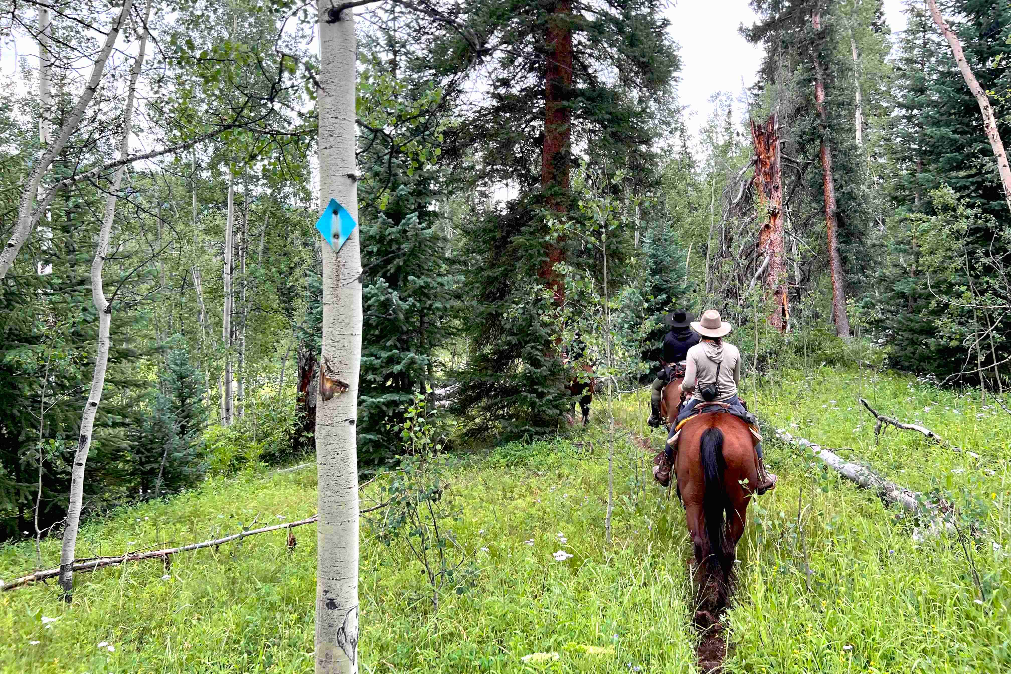 Vail to aspen horseback hut to hut ride bearcat stables