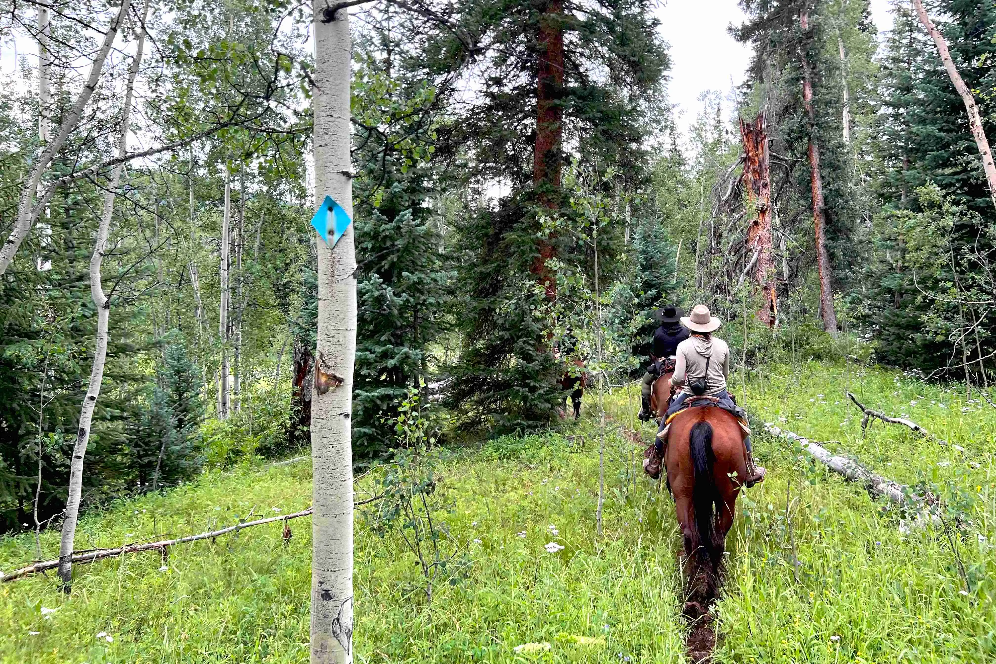 Vail to aspen horseback hut to hut ride bearcat stables