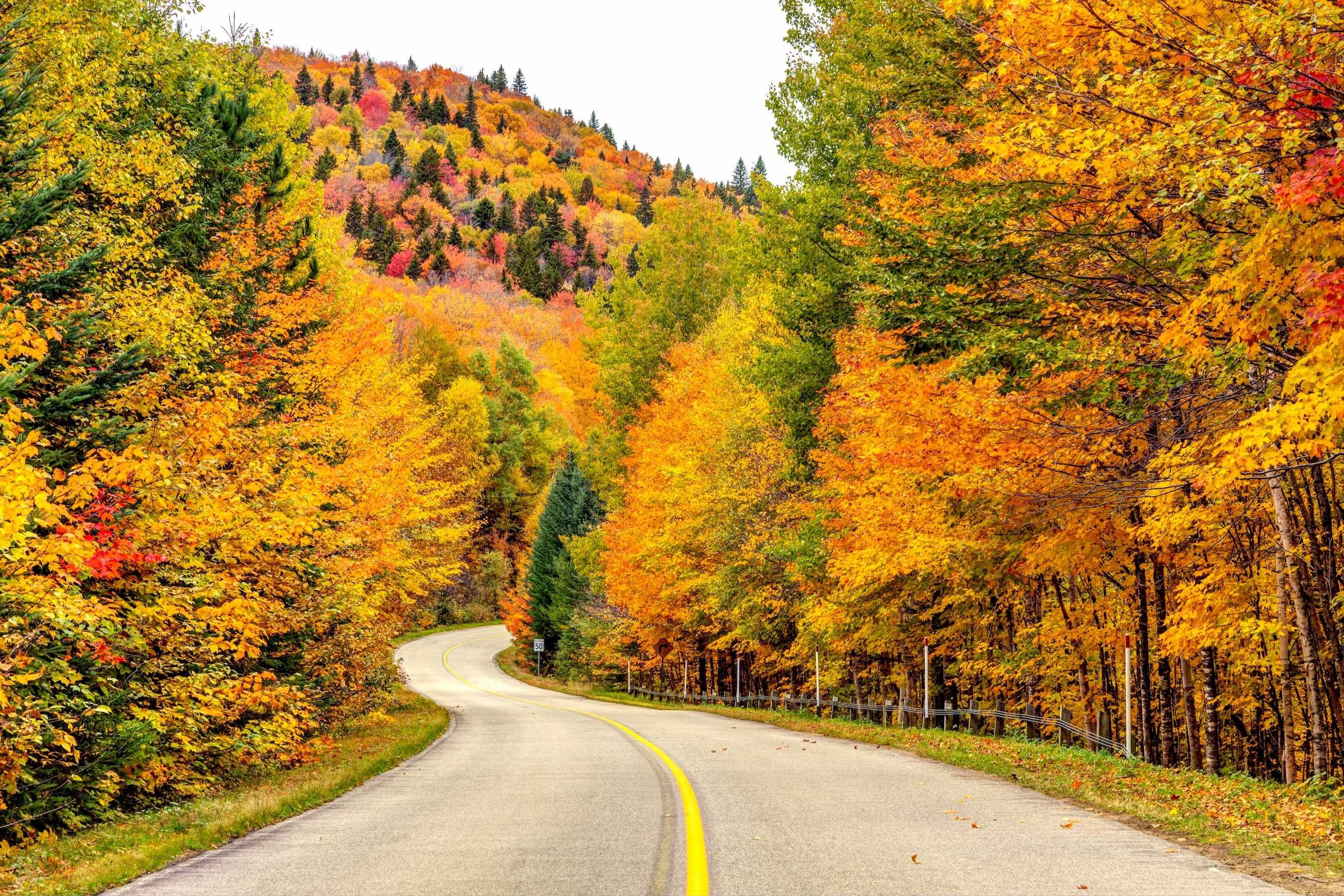 Fall foliage leaf peeping