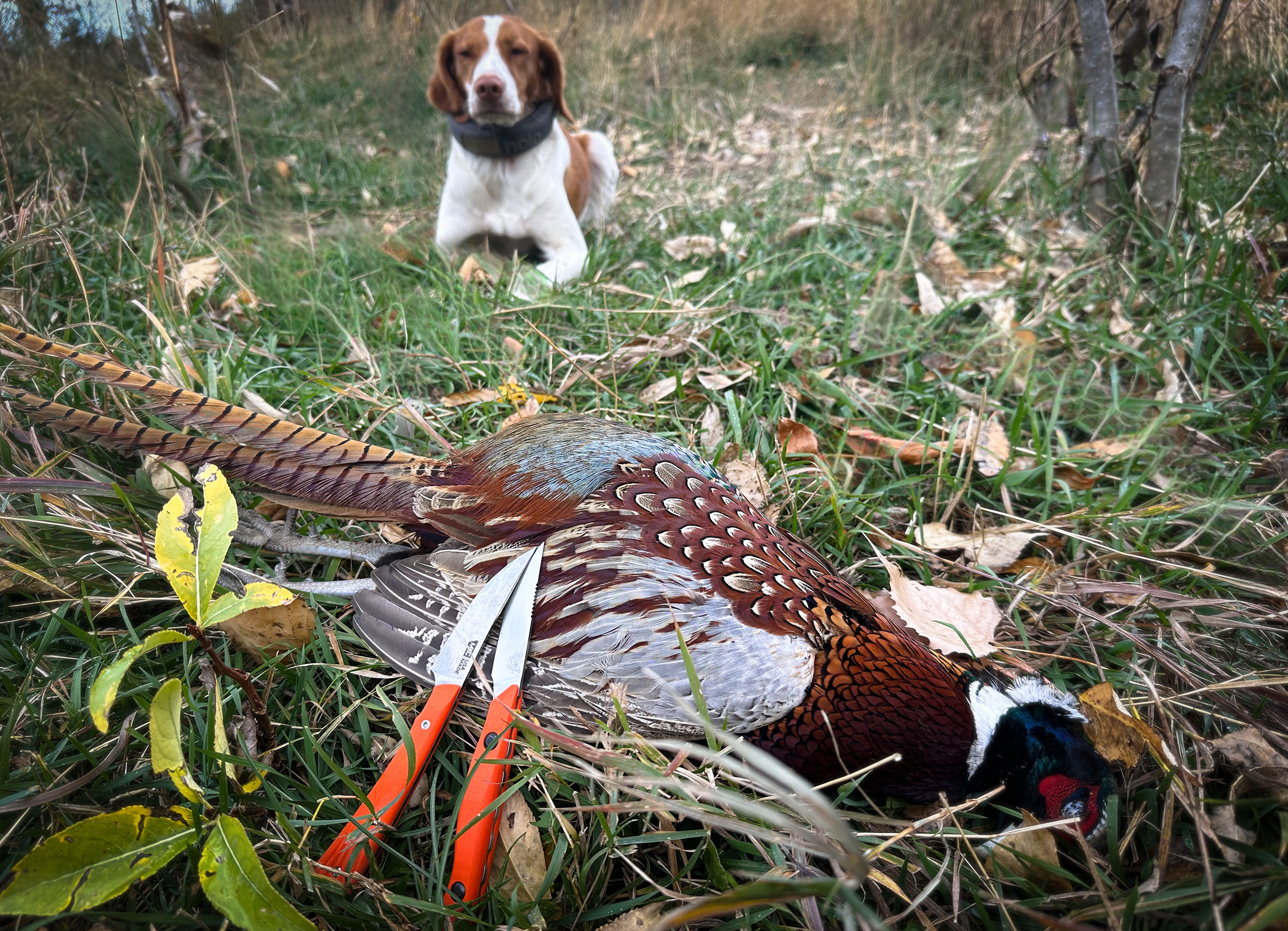 MKC Sharptailed vs Benchmade Flyway