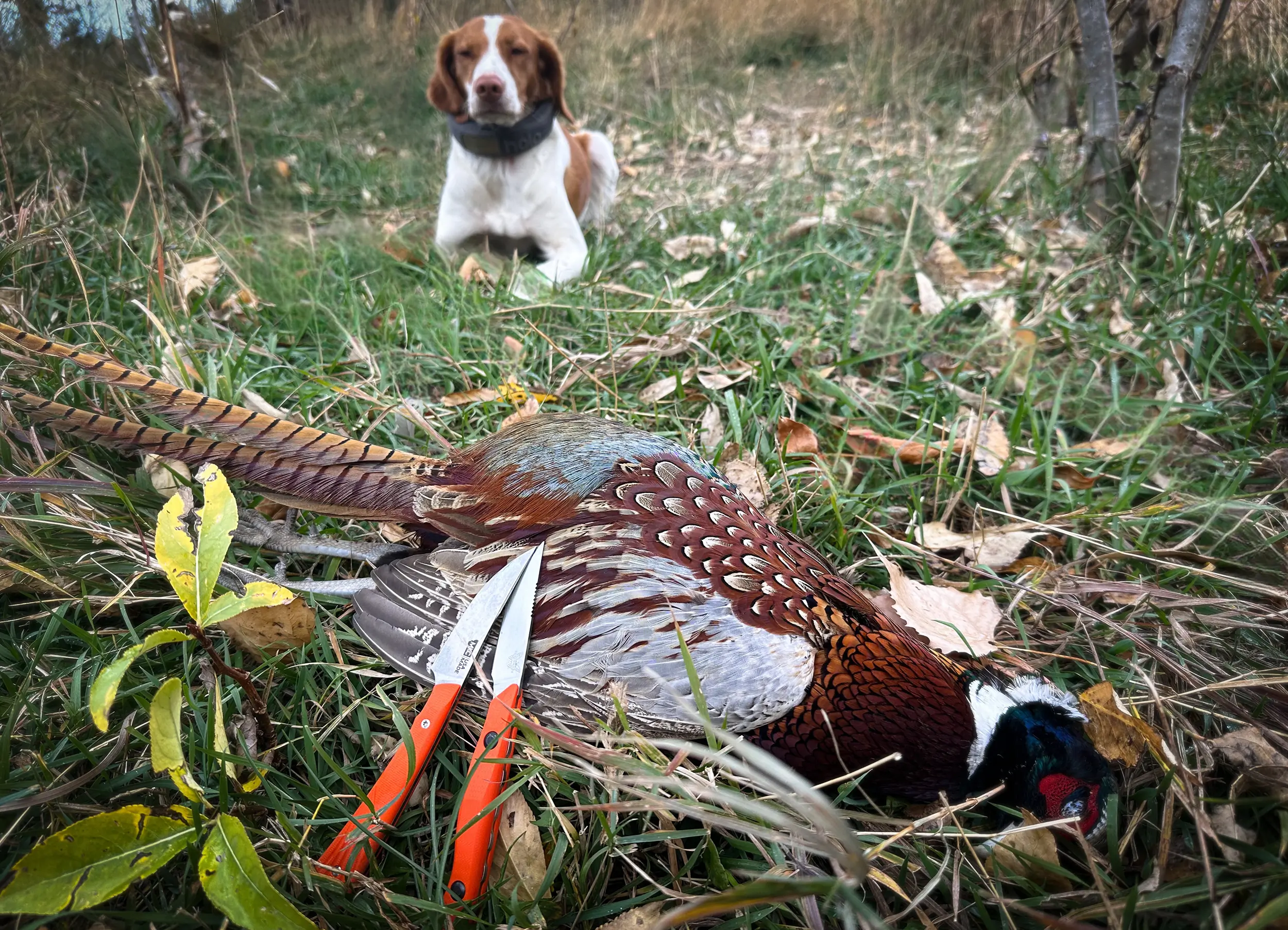 MKC Sharptailed vs Benchmade Flyway