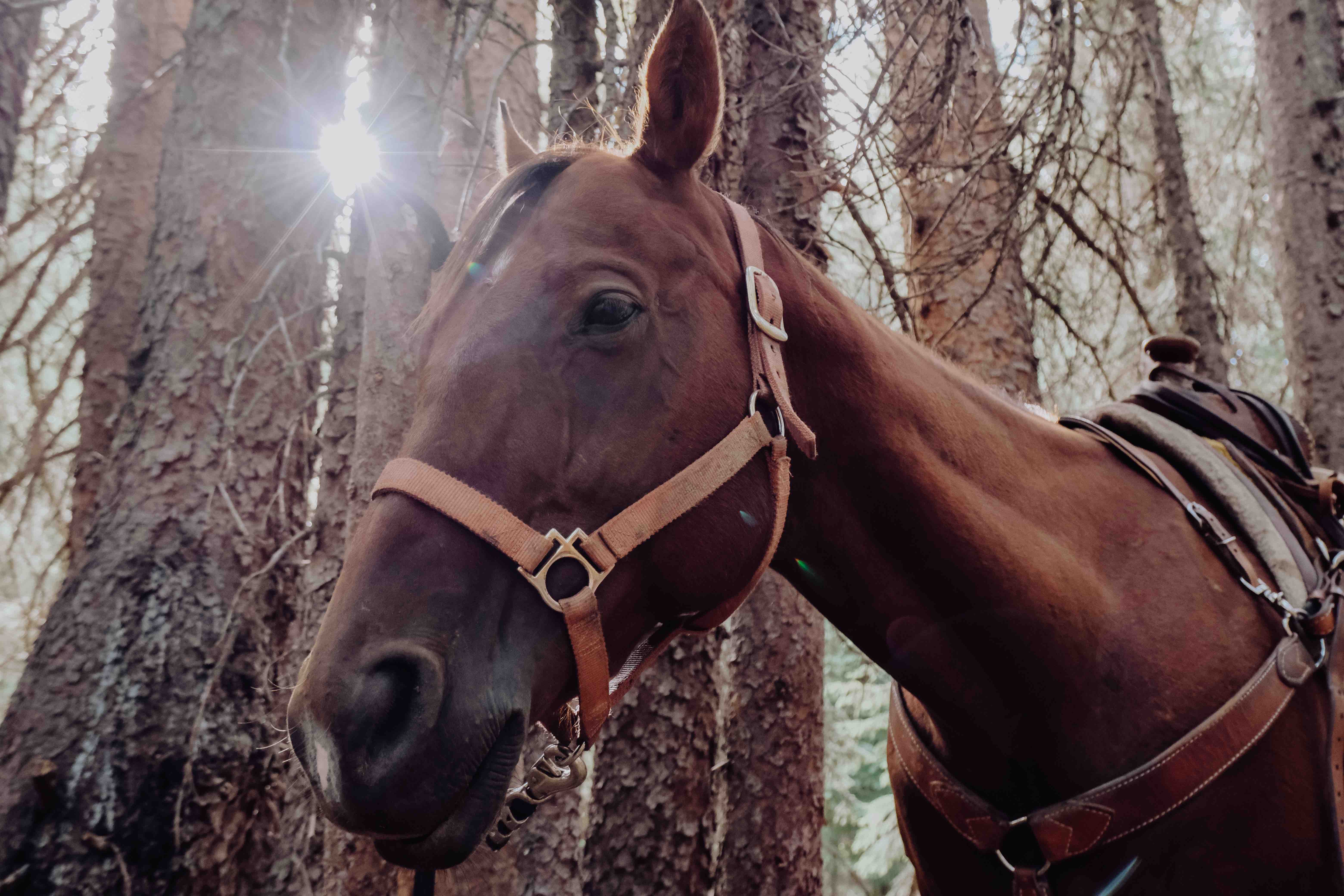 Vail to Aspen hut to hut horseback ride