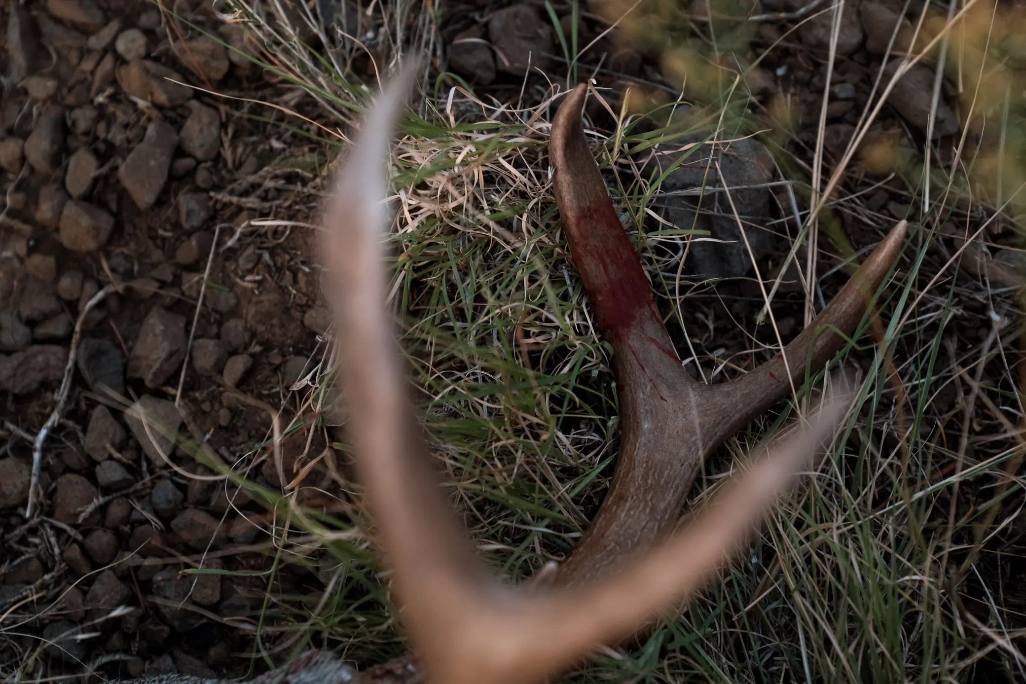 zoomed in deer antlers with dark background