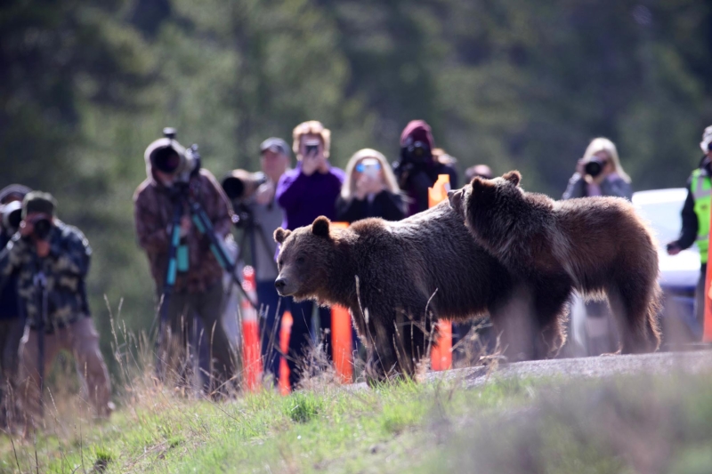 Famous Grizzly Bear 399 Killed by Vehicle Near Yellowstone National Park