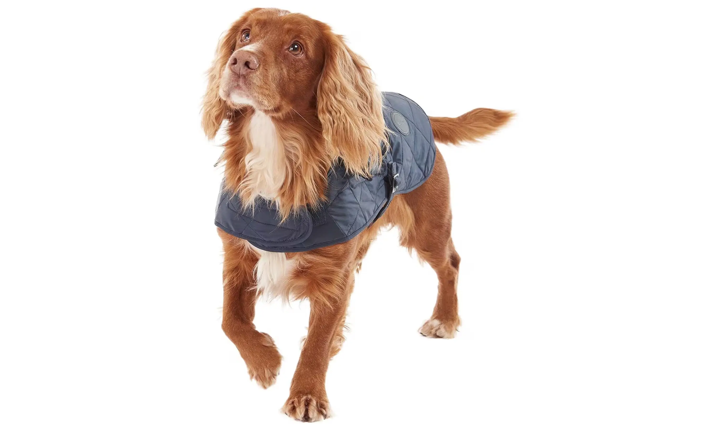 dog wearing vest
