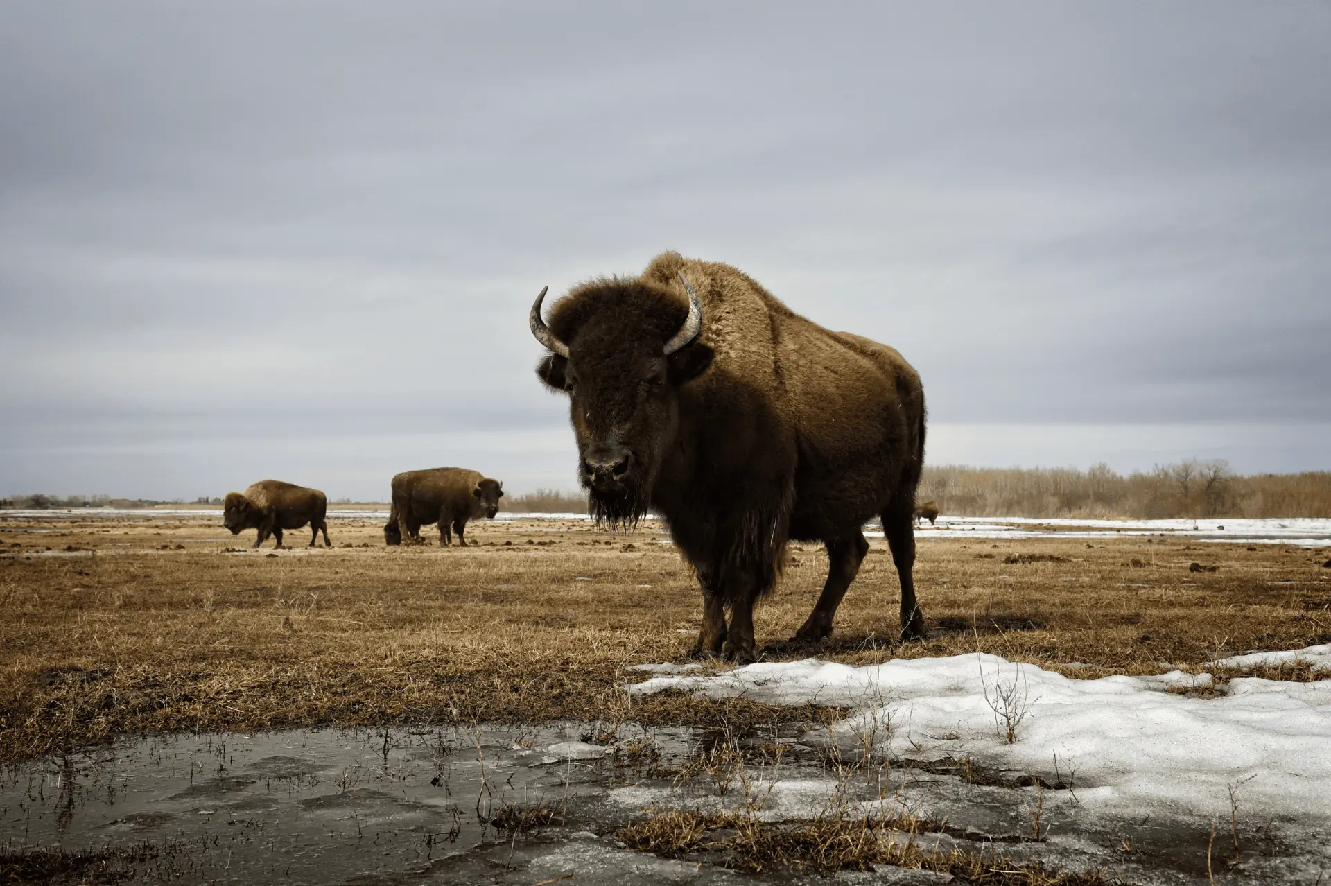 Bison on the prairie in Illinois
