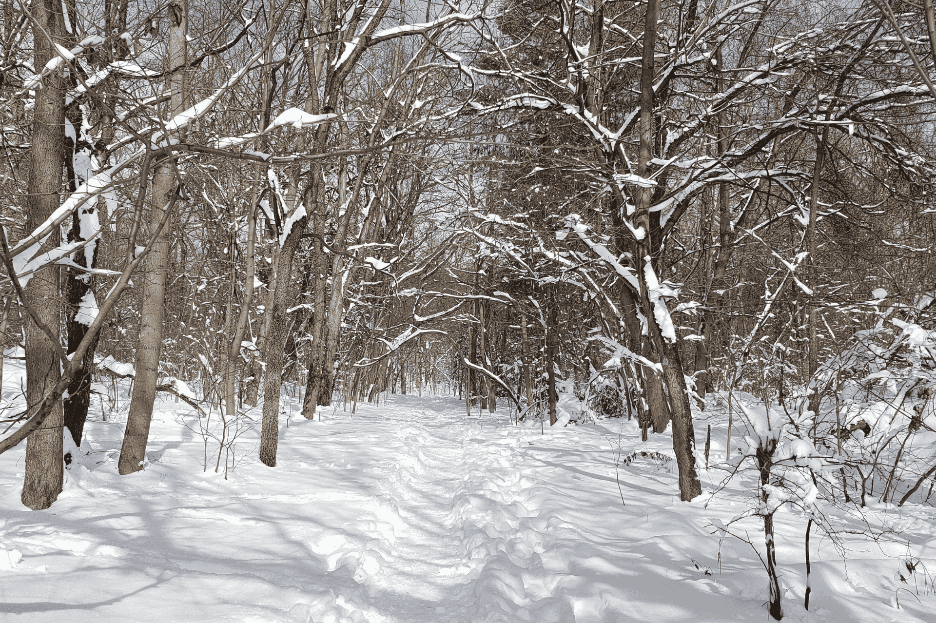A snowy, tree-lined trail in Inwood Hill Park