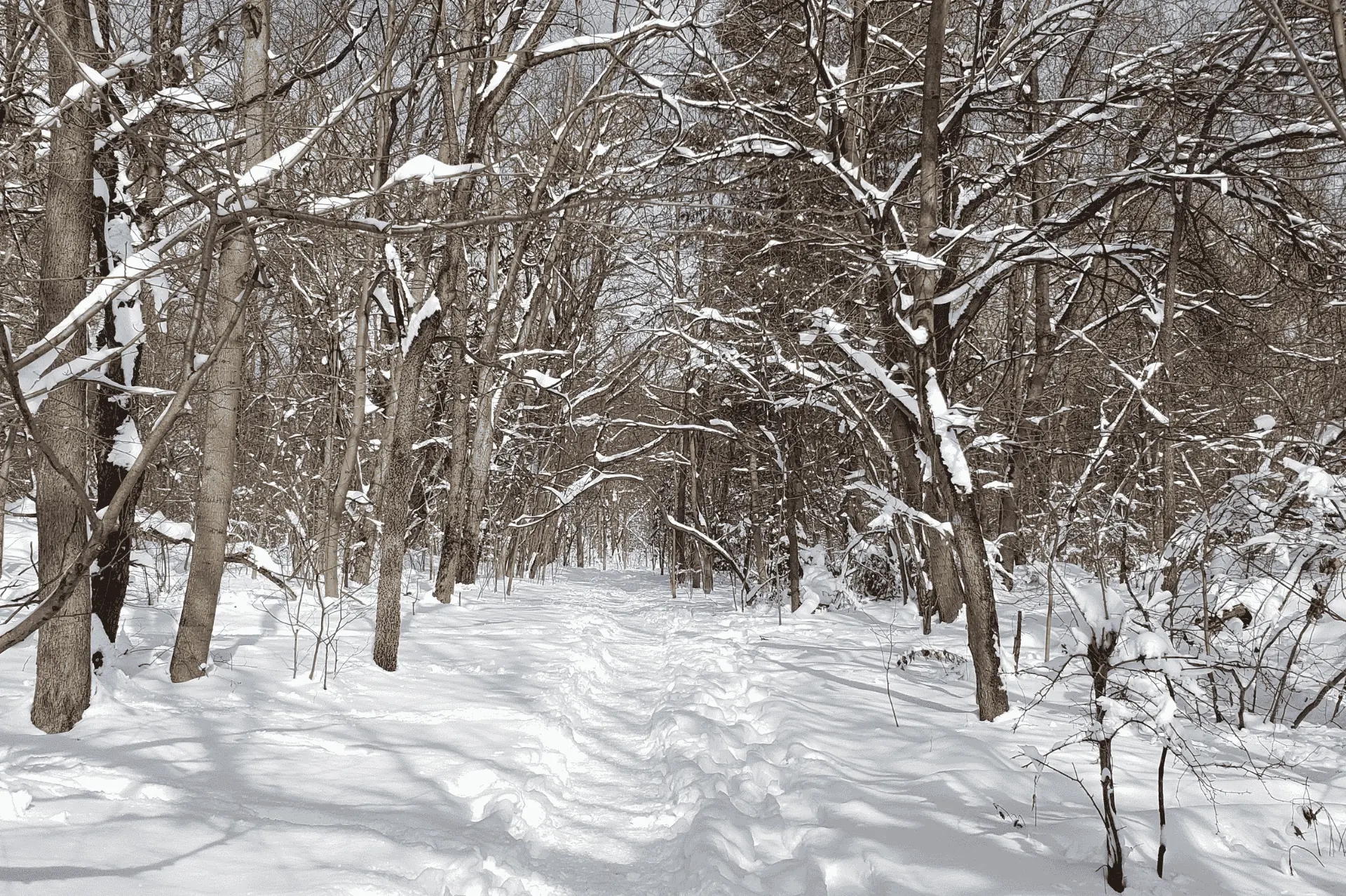 A snowy, tree-lined trail in Inwood Hill Park