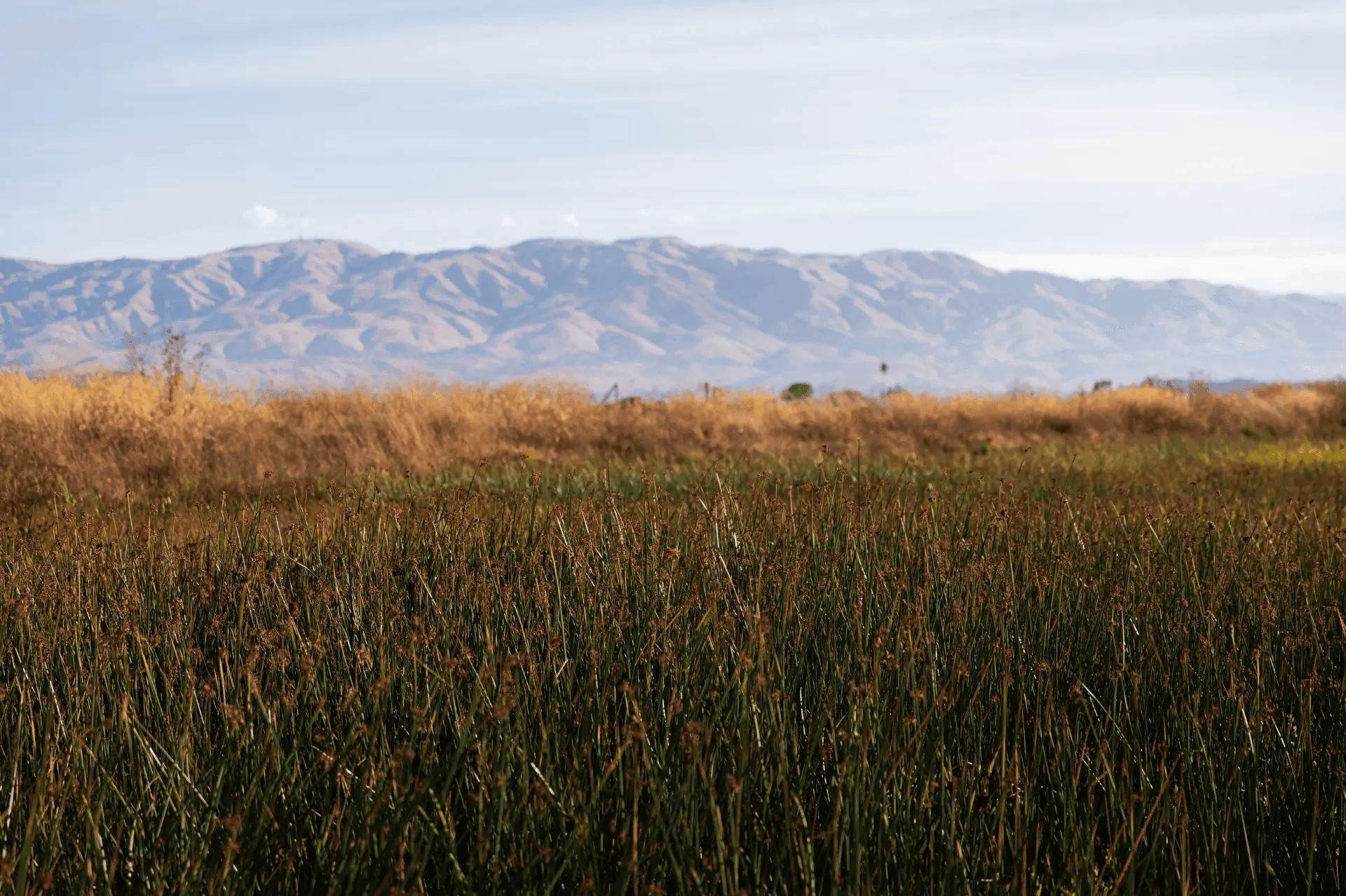 Wetlands at Alviso Marina County Park