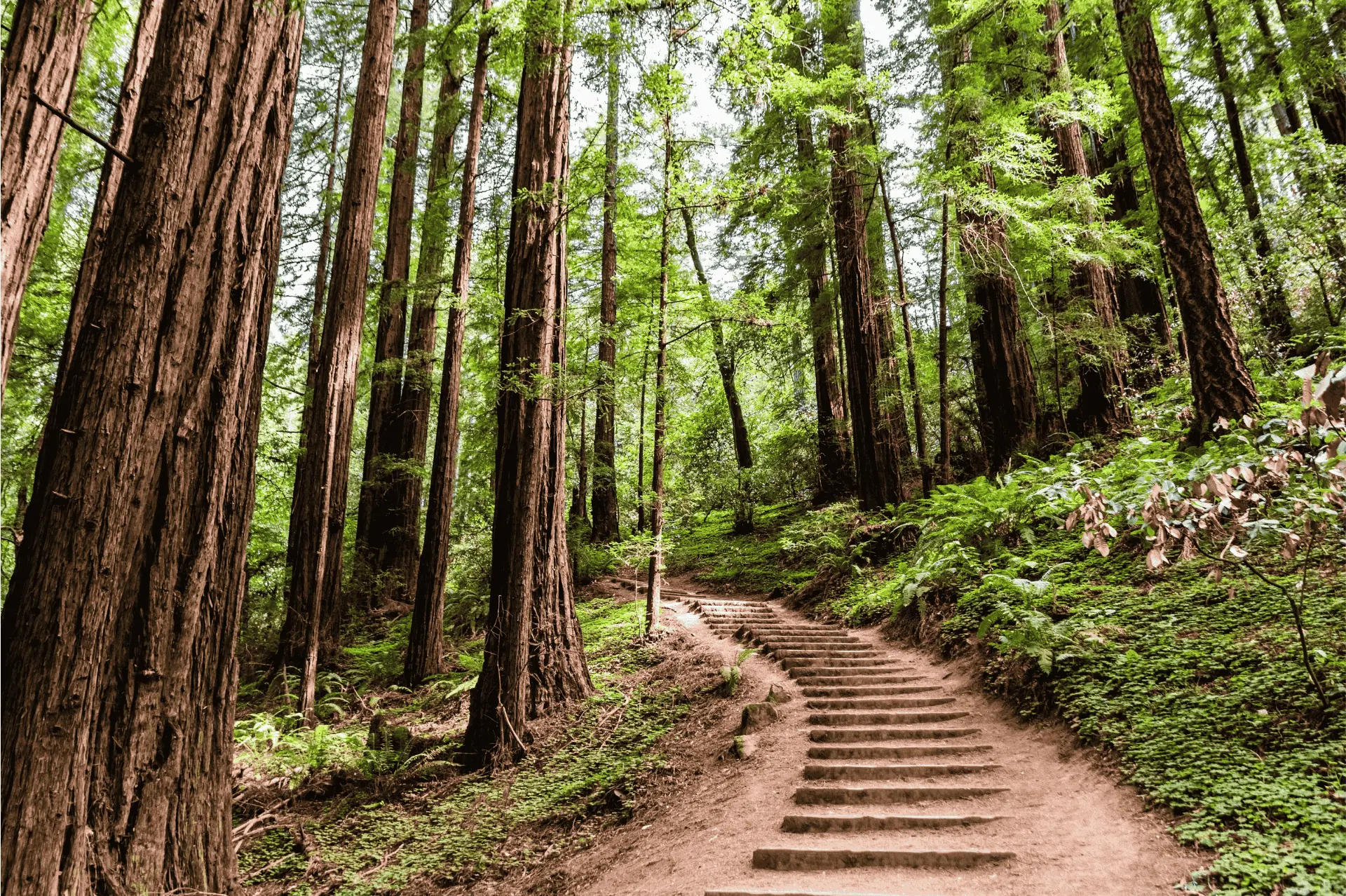 Stairs on the Canopy View Trail in Muir Woods