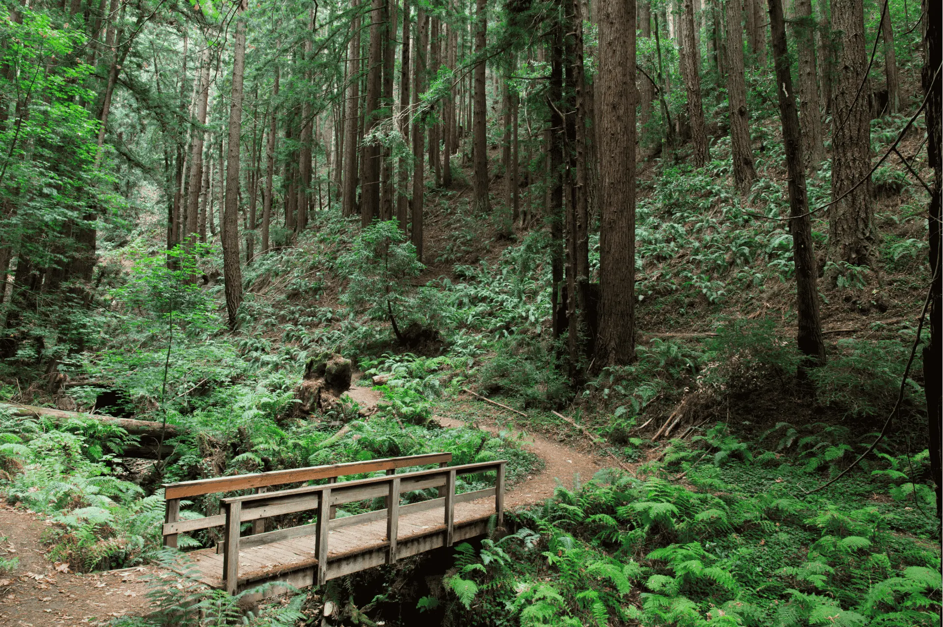Bridge along the trail at Purisima Creek