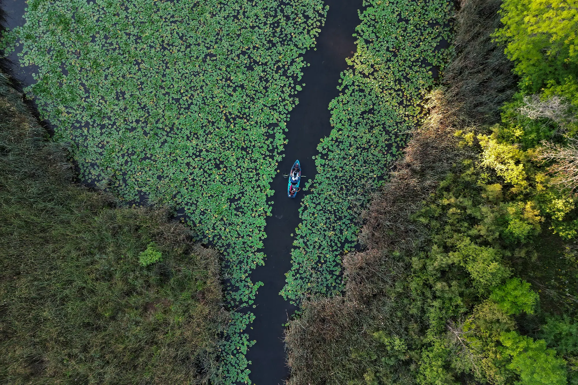 drone shot of kayak in lily pad