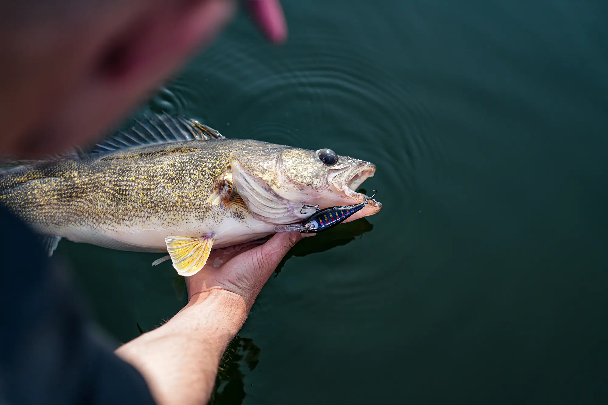 man holding walleye fish just above the water