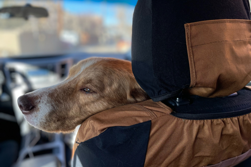 Muddy Paw Protection: Carhartt Canvas Bucket Seat Covers Review