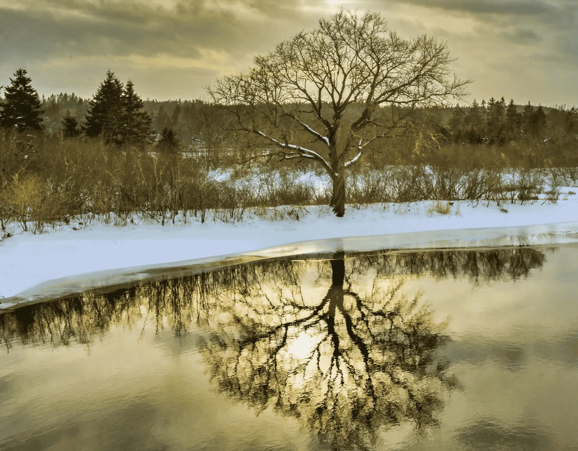 Winter tree reflection in the Musquodoboit River