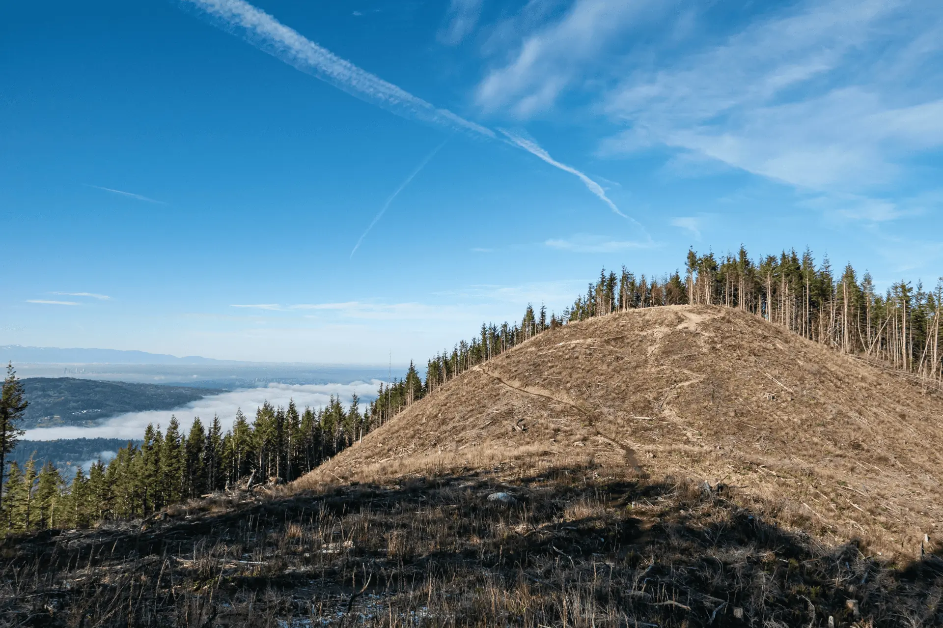 Tiger Mountain near Seattle