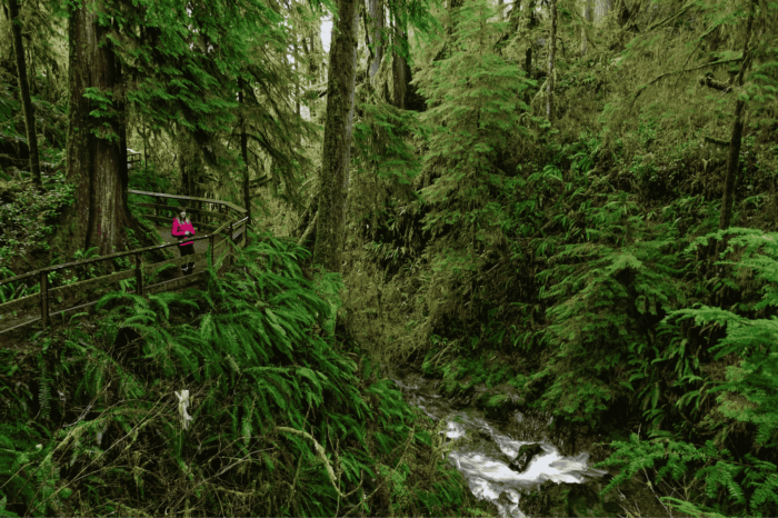 Winter hiking in the Hoh Rainforest