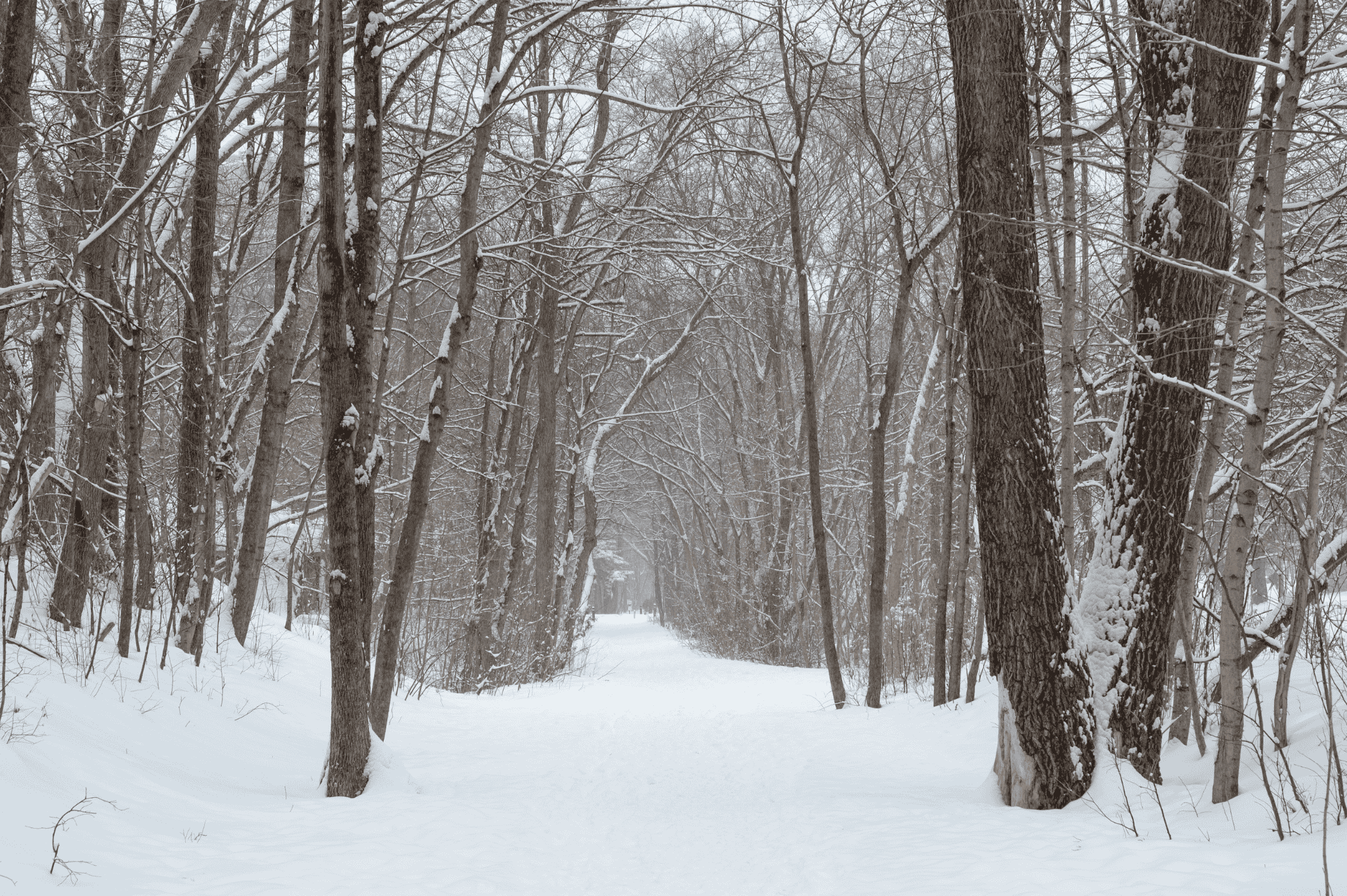 Winter on the Toronto Beltline