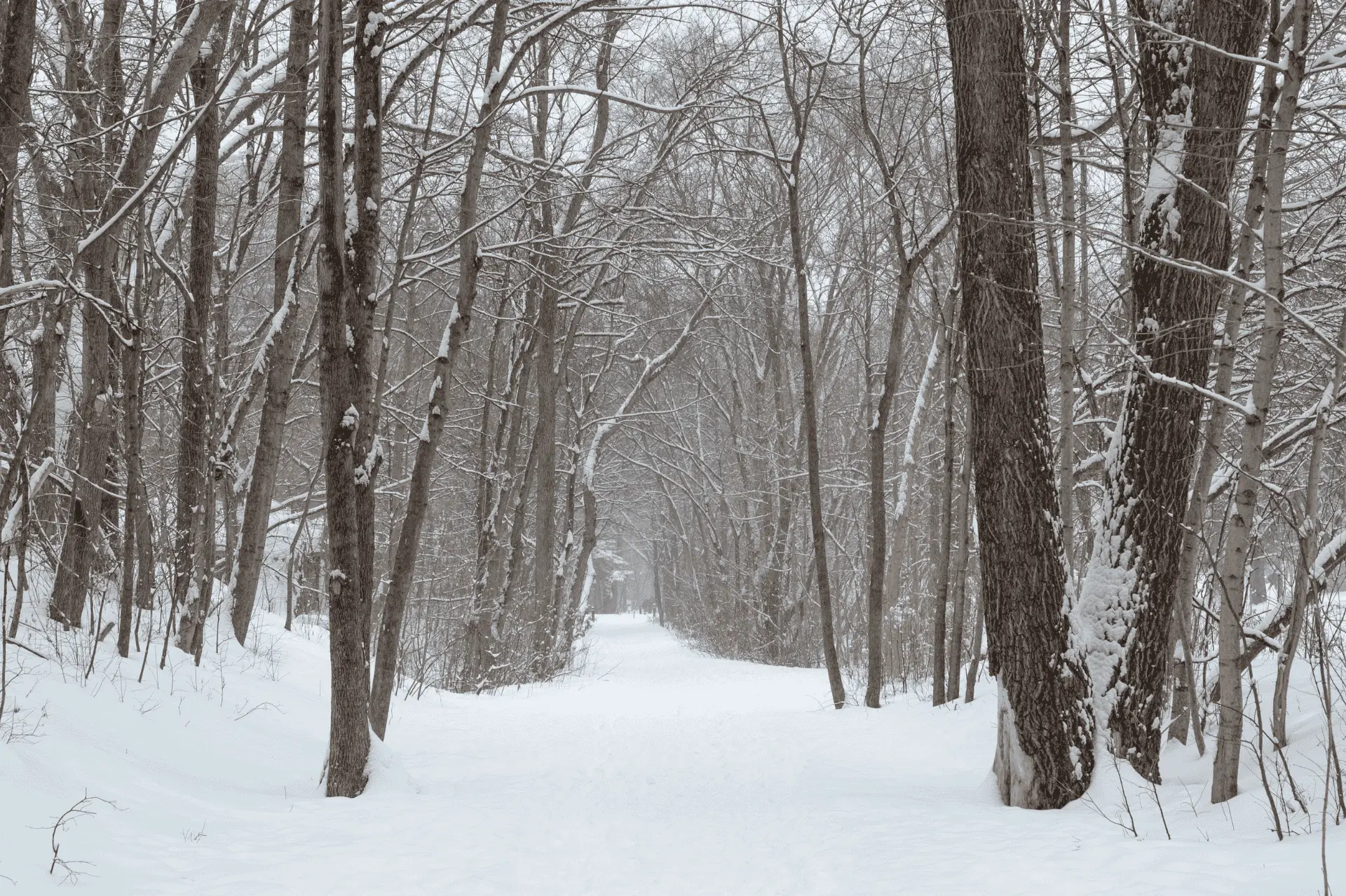 Winter on the Toronto Beltline