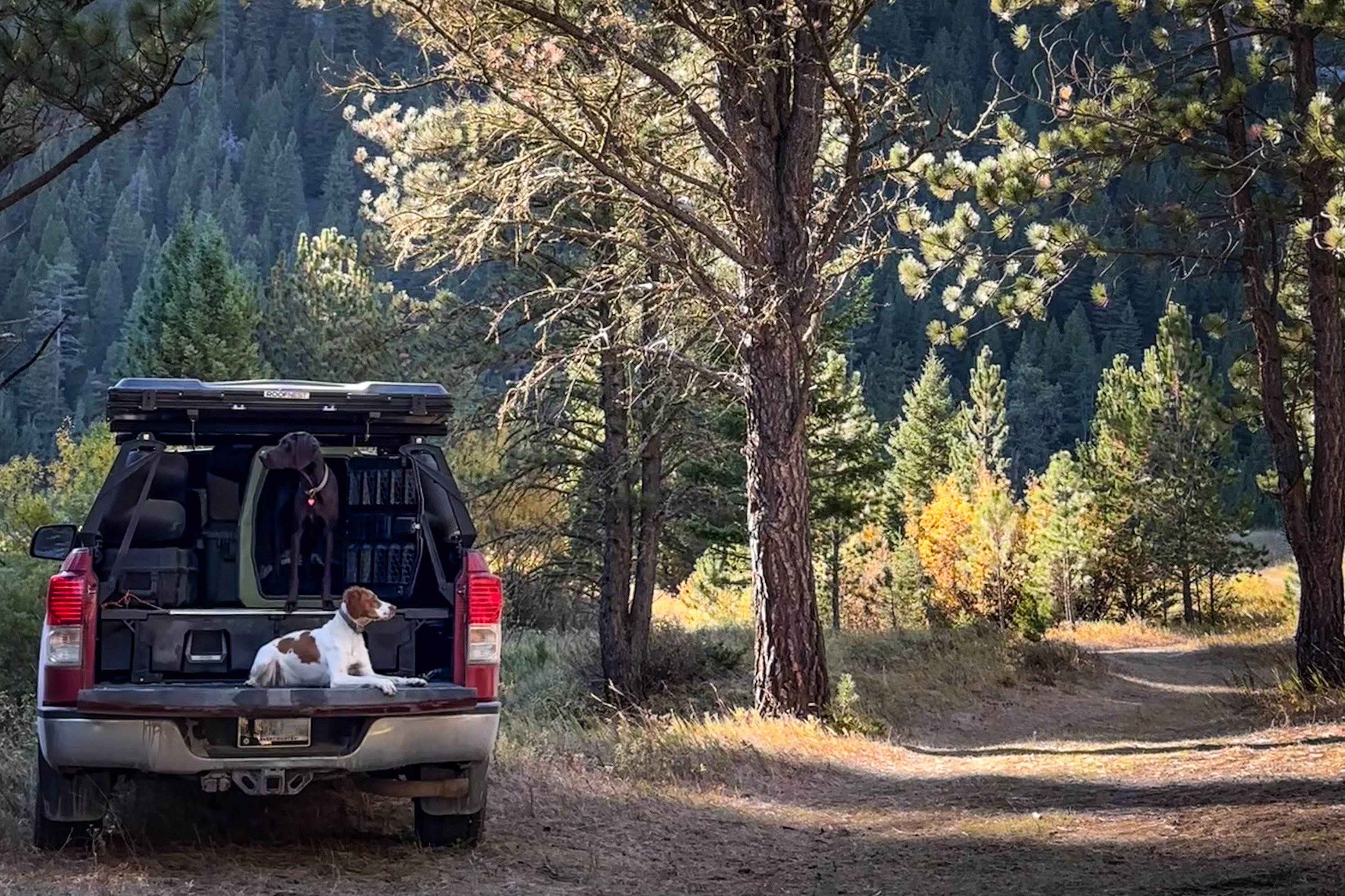 Truck, Mountains, Dogs