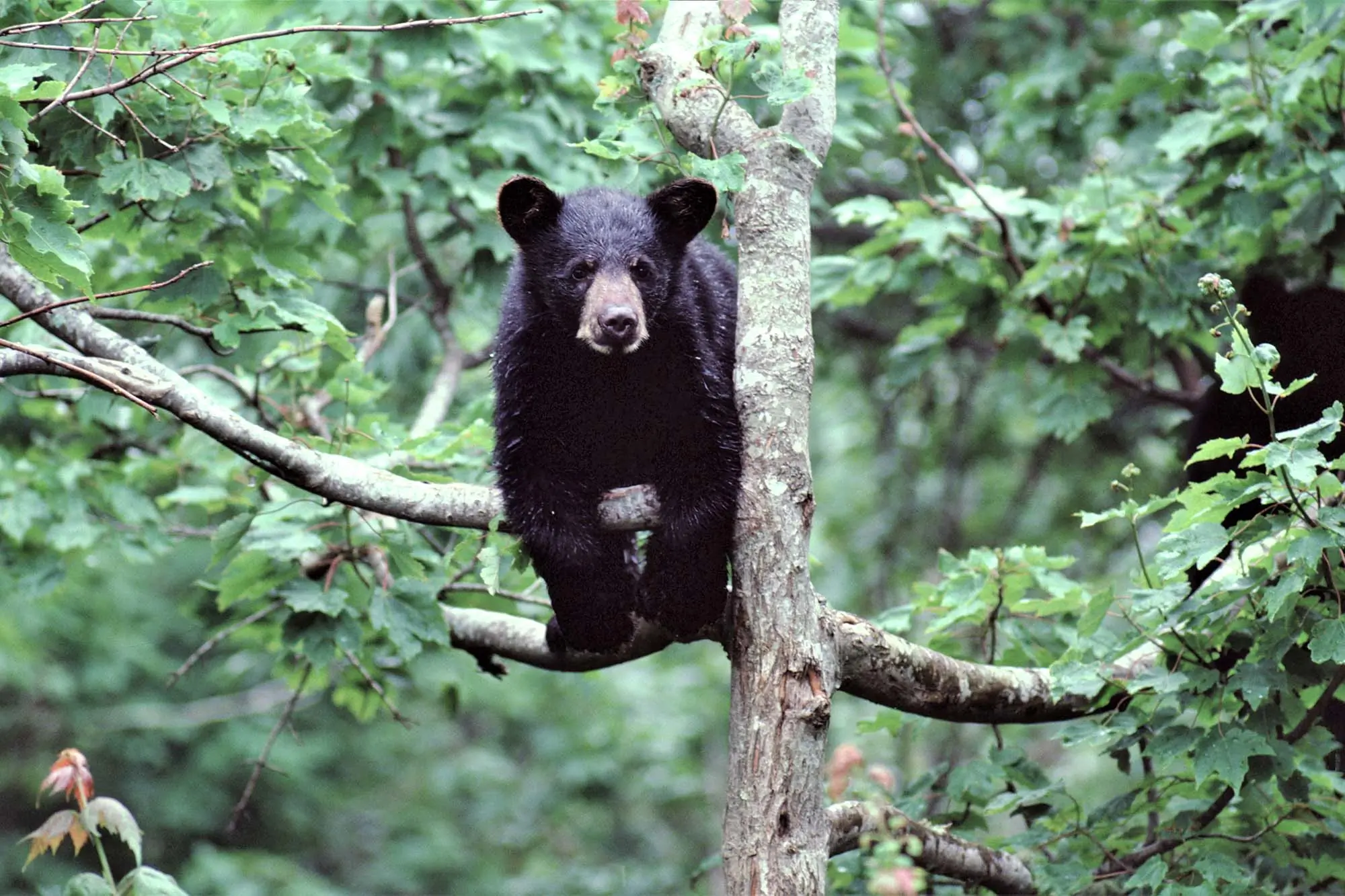 Virginia Hunter Killed by Bear Falling From Tree