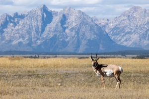 Pronghorn Antelope Buck in Grand Teton National Park Wyoming in Autumn