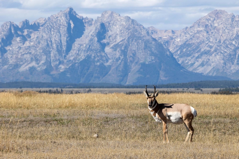 $100 Million Land Sale Ensures Grand Teton National Park’s ‘Essential Connectivity’