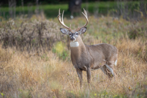 Whitetail deer