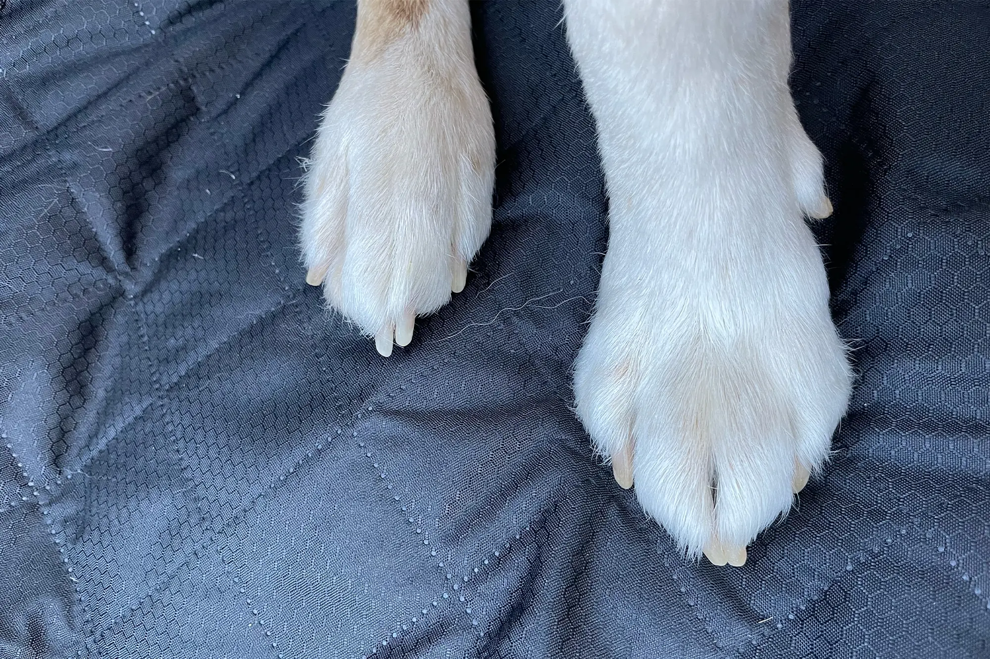 The Paw Jamboree Car Seat Protector resists dog claw tears and catches hair effectively