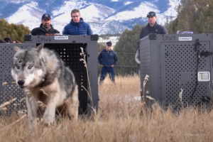 Wolf released in Colorado