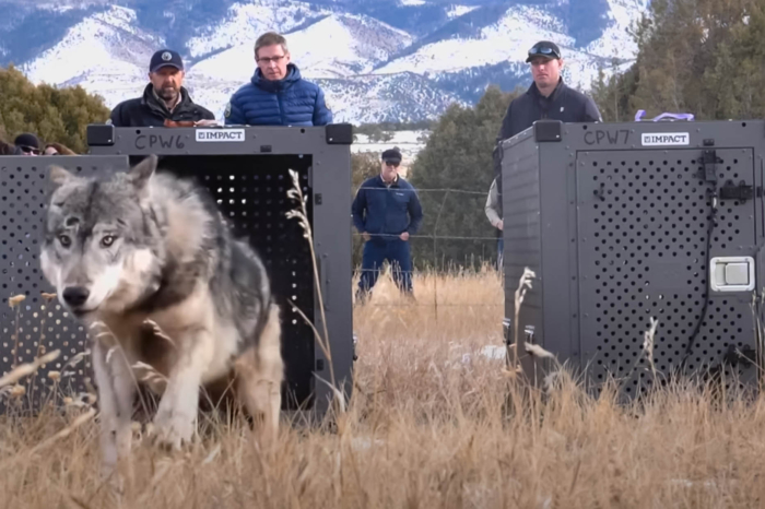 Wolf released in Colorado
